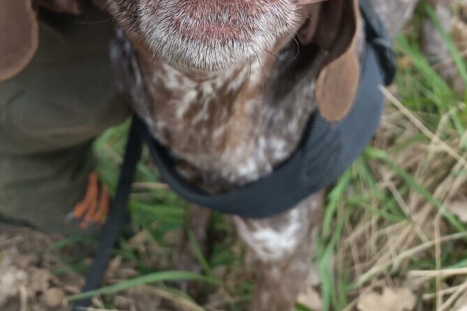 Truffle Hunting in Tuscany - What to Expect During the Tour
