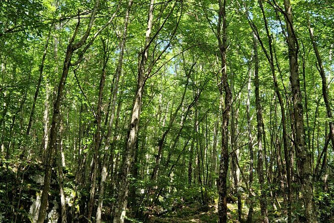 Truffle Hunting in Velebit with Gastronomic Experience - Who Will Love This Tour?