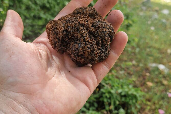 Truffle Hunting in Velebit with Gastronomic Experience - FAQ