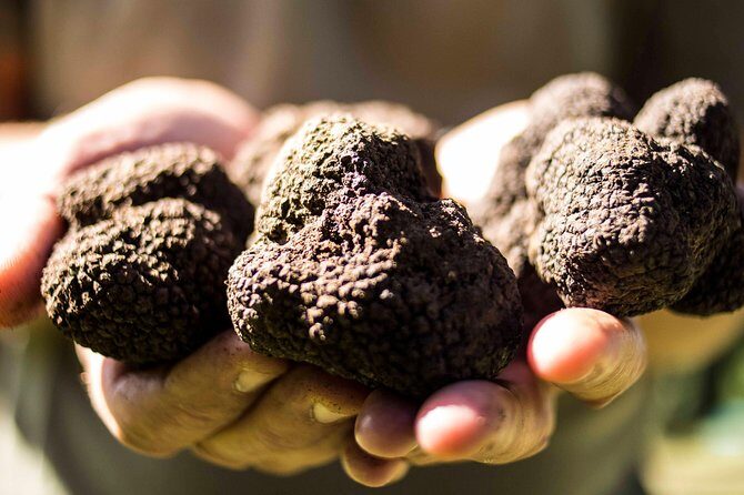 Truffle hunting near Rome - A Deep Dive into the Truffle Hunting Experience