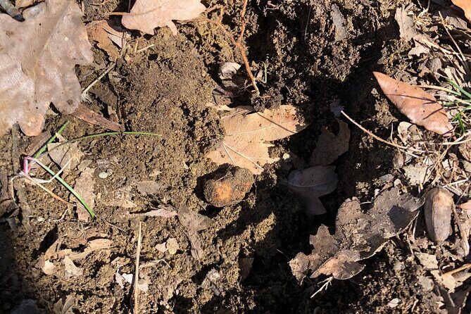 Truffle Hunting & Tasting in San Miniato Tuscany with Dogs - What to Expect from the Tour