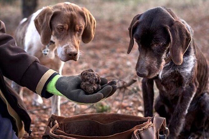Truffle hunting tour from Rijeka - Exploring a Truffle Hunting Tour from Rijeka: Is It Worth It?