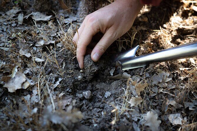 Truffle Hunting & Truffle Cooking Class - FAQs