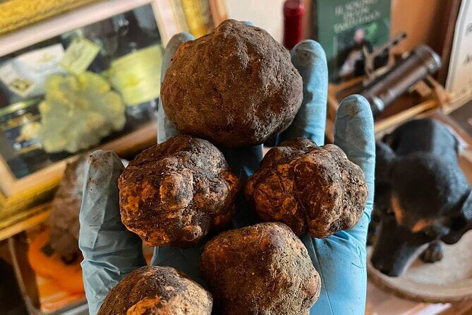 Truffle Hunting with Food tasting - Tasting & Pairings