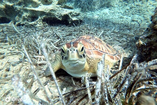 Try a Scuba Diving Experience - Frequently Asked Questions