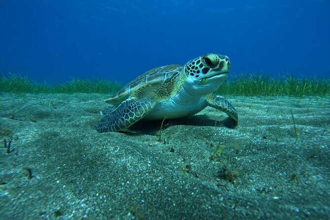 Try Dive in Abades Bay with a private instructor - Key Points