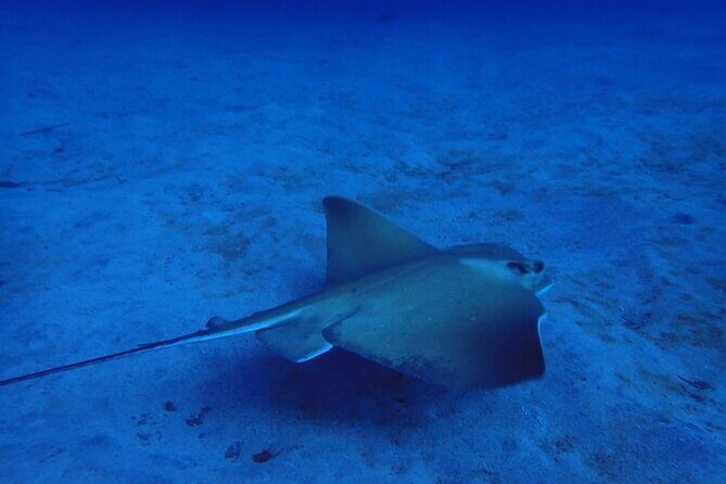 Try Dive in Abades Bay with a private instructor - The Marine Environment & Why It Matters