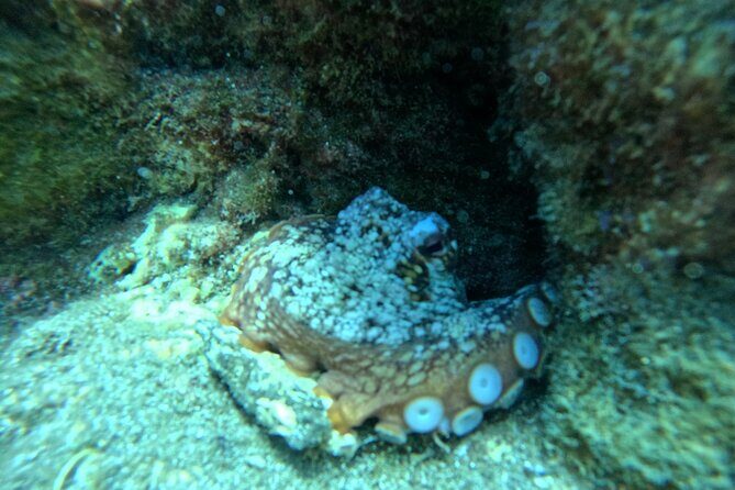 Try Dive in Abades Bay with a private instructor - Practical Details & Logistics