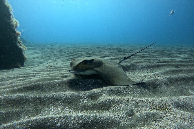 Try Dive in Abades Bay with a private instructor - The Sum Up: Who Will Love This Experience?