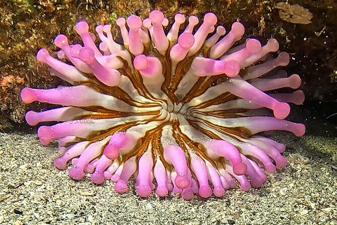 Try diving in Lanzarote Beginners 2 dives - Costa Teguise - What’s Included and What’s Not