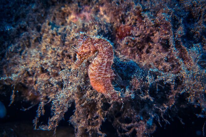 Try diving in Lanzarote Beginners 2 dives - Costa Teguise - How the Group Size and Personal Touch Make a Difference
