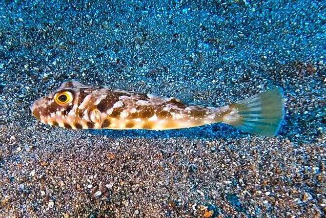 Try diving in Lanzarote Beginners 2 dives - Costa Teguise - Is This Tour Worth the Price?