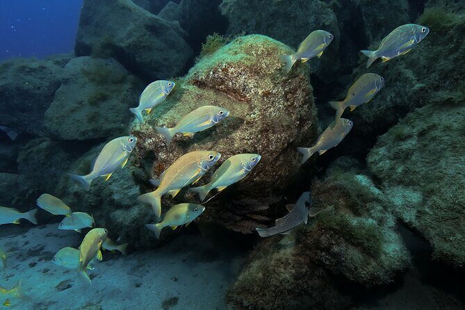 Try diving in Lanzarote Beginners 2 dives - Costa Teguise - Location and Environment