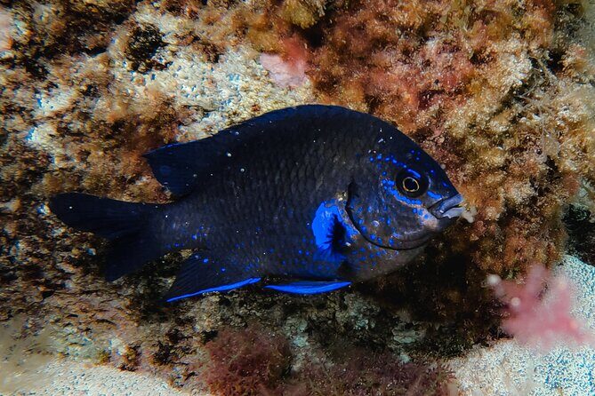 Try diving in Lanzarote Beginners 2 dives - Costa Teguise - What Reviewers Say