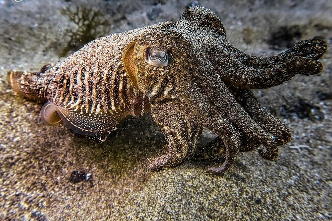 Try diving in Lanzarote Beginners 2 dives - Costa Teguise - FAQs