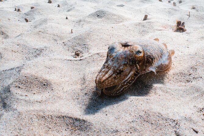 Try Scuba Diving | 1 dive - Key Points