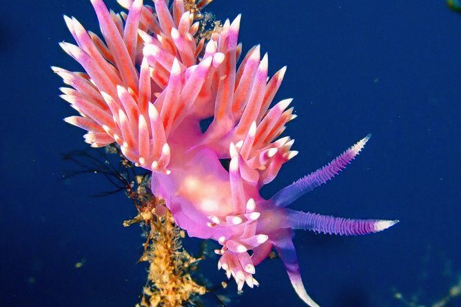 Try Scuba Diving | 2 dives - The Real Deal: Pros and Cons