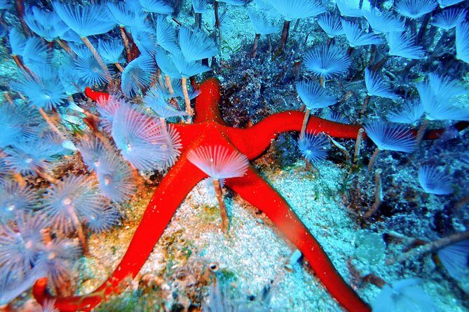 Try Scuba Diving | 2 dives - Who Is This Tour Best For?