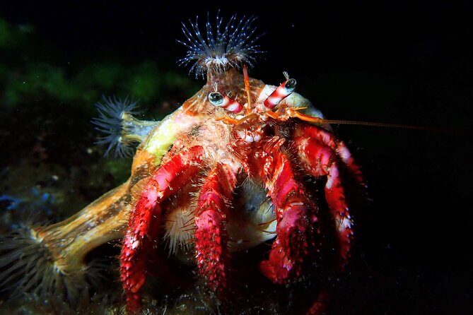 Try Scuba Diving | 2 dives - FAQ About the Lanzarote Try Scuba Tour