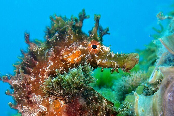 Try Scuba Diving | 2 dives - Final Thoughts