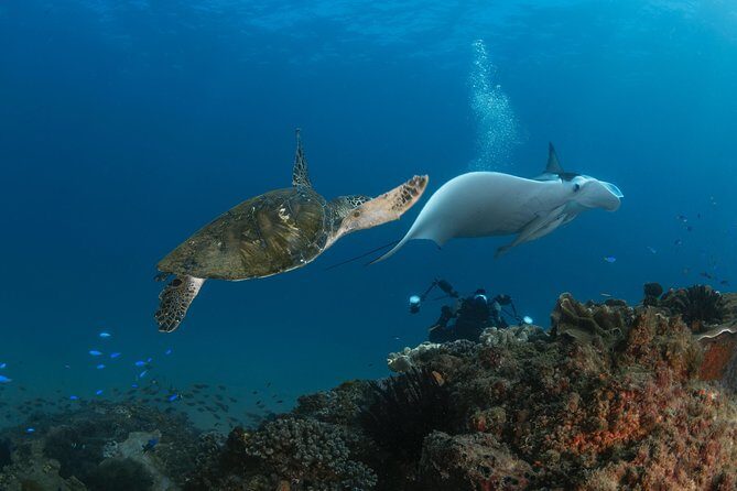 Try Scuba Diving at Cook Island Guided Ocean Dive with Turtles - What to Expect from the Cook Island Scuba Tour