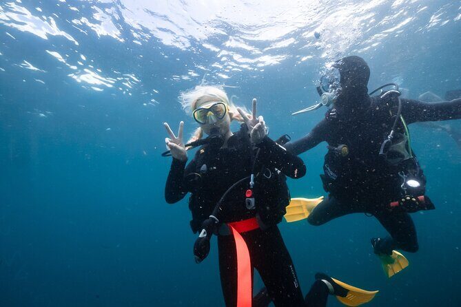 Try Scuba Diving at Cook Island Guided Ocean Dive with Turtles - The Sum Up