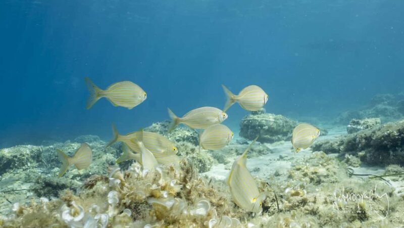 Try Scuba Diving from Boat in Budva - Budva Diving Center - Key Points