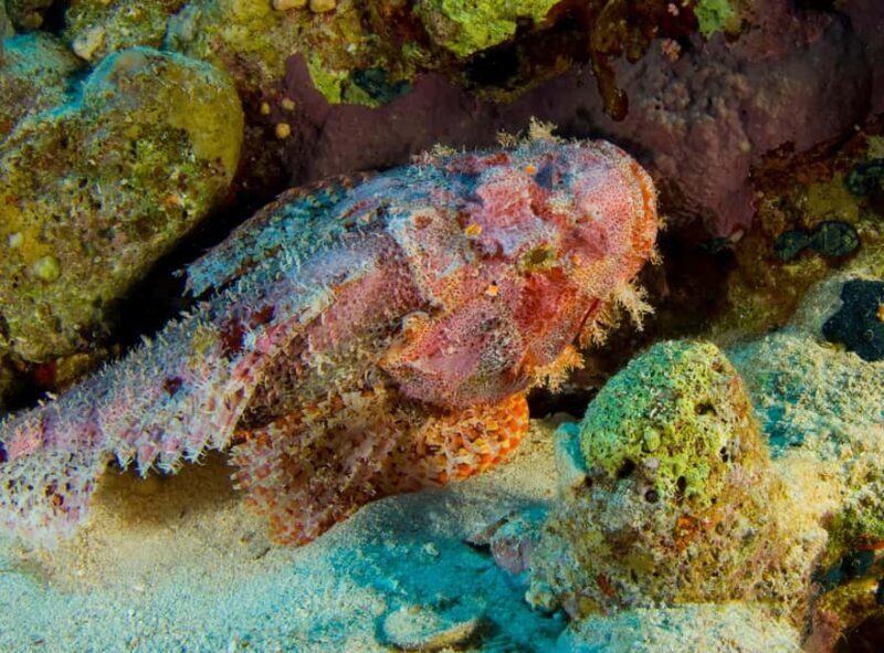 Try Scuba Diving from Boat in Budva - Budva Diving Center - Practicalities & Important Info