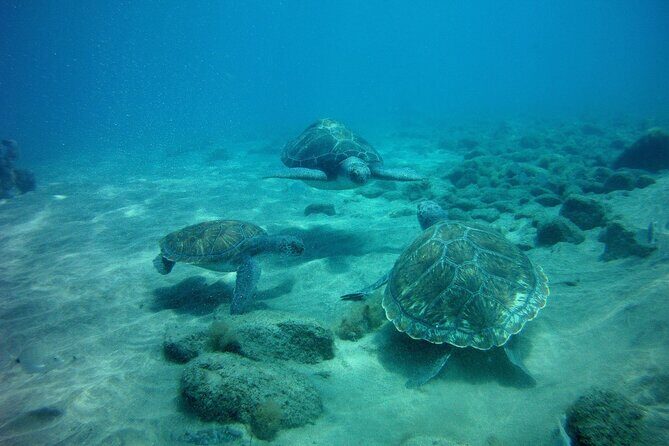 Try Scuba Diving in a turtle area (boat) - Who Will Love This Experience?