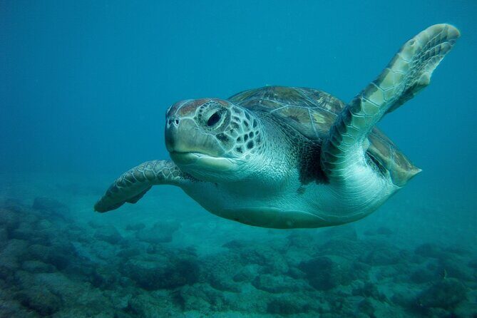 Try Scuba Diving in a turtle area (boat) - FAQs