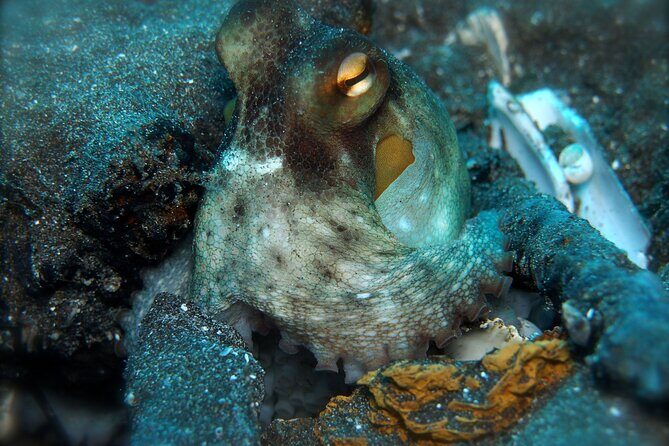 Try Scuba Diving in a turtle area (boat) - Final Thoughts