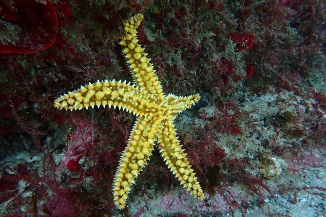 Try Scuba Diving in Arrabida Natural Park (Near Lisbon) with pictures - Who Will Love This Tour?