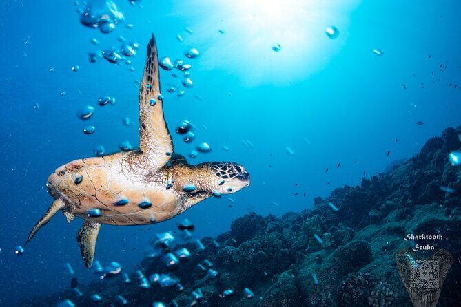 Try Scuba Diving in Kauai From a Boat for Non-Certified Divers - Who Should Consider This Tour?