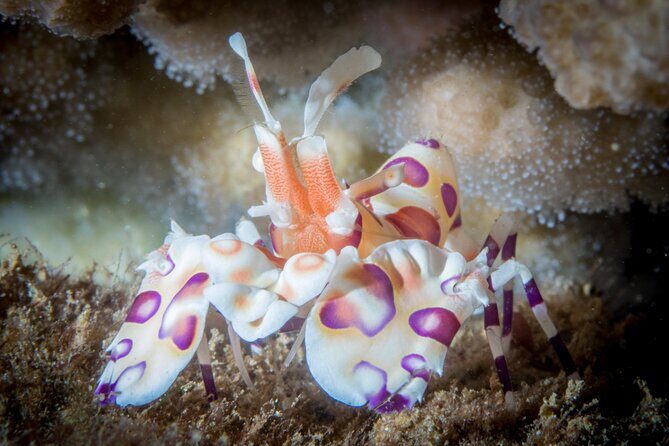 Try Scuba Diving in Kauai: No Experience Needed - FAQ