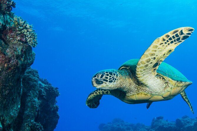 Try Scuba Diving on Kauai with Sea Turtles - The Value of This Experience