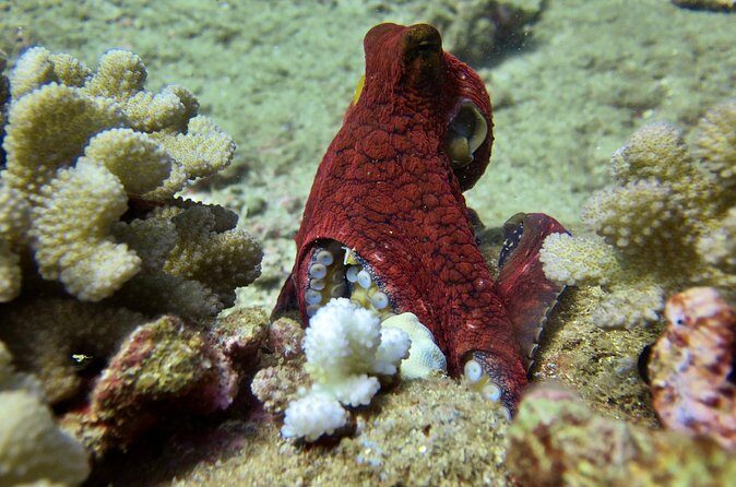 Try Scuba Diving on Kauai with Sea Turtles - FAQ