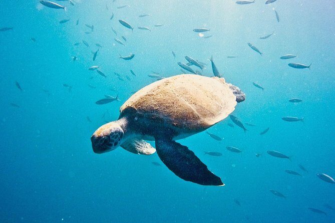 TRY SCUBA DIVING with a Dedicated Instructor - Why We Think This Experience Works Well