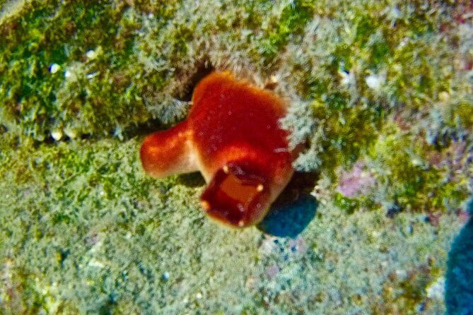 TRY SCUBA DIVING with a Dedicated Instructor - The Value of the Experience