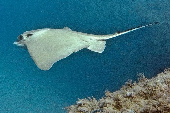 TRY SCUBA DIVING with a Dedicated Instructor - Final Thoughts