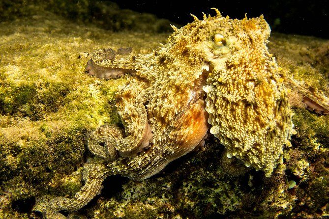 Try Scuba in Crete  Free Certification & Photos (Beginners) - FAQ