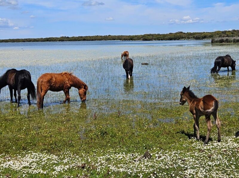 Tuili: Wild Giara Tour - Exploring the Wild Giara: What to Expect from the Tour
