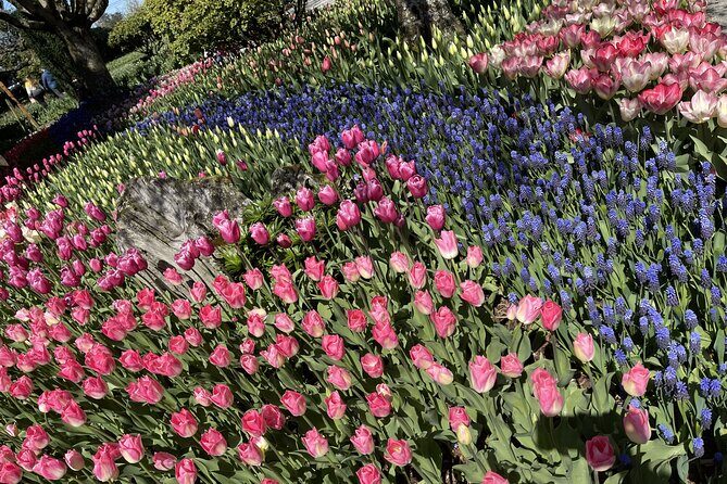 Tulip Festival in Skagit Valley Tour from Seattle - What Travelers Say