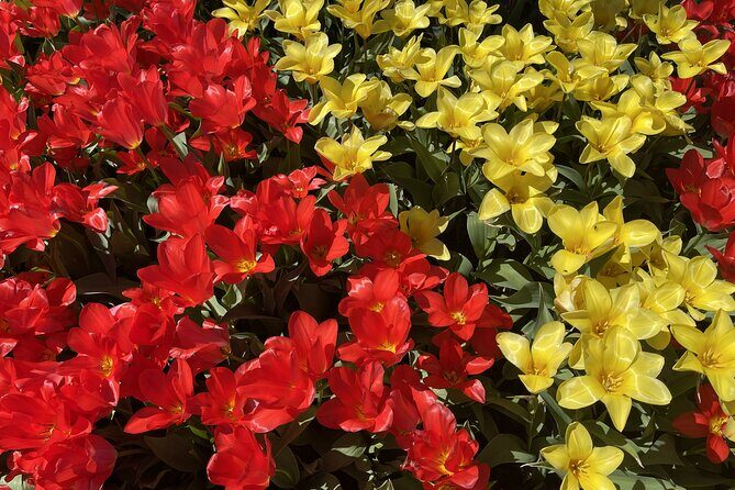 Tulip Festival in Skagit Valley Tour from Seattle - Price & Value