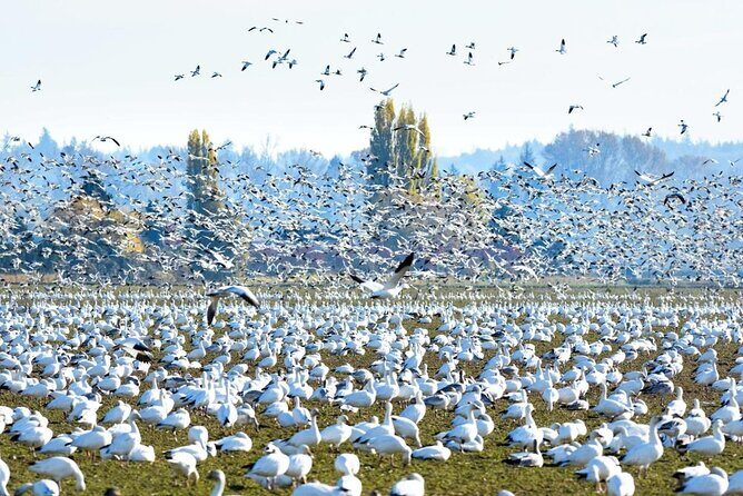 Tulip Festival in Skagit Valley Tour from Seattle - The Sum Up