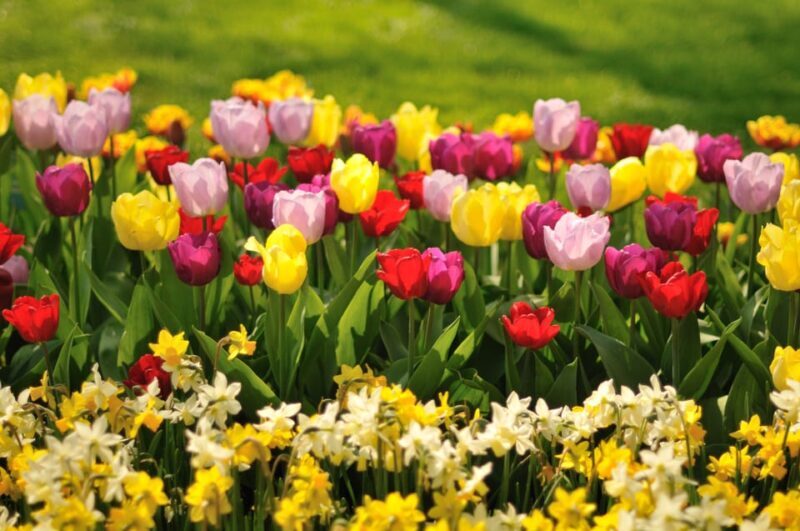 Tulips & Canals: Private Day Trip to Keukenhof and Giethoorn - Exploring Keukenhof: The Heart of Dutch Spring