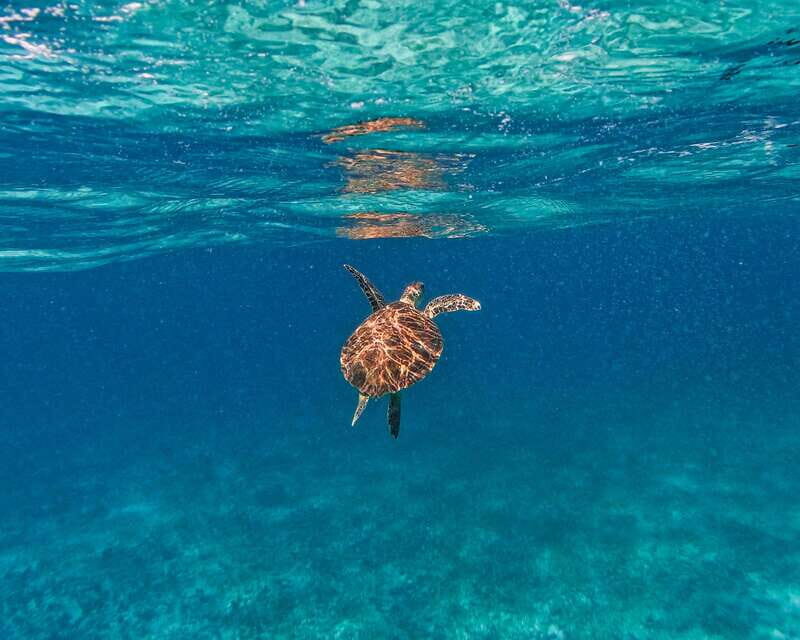 Tulum: 2-Hour Snorkeling in Two Spots of Tulum's Reef - Considerations Before Booking