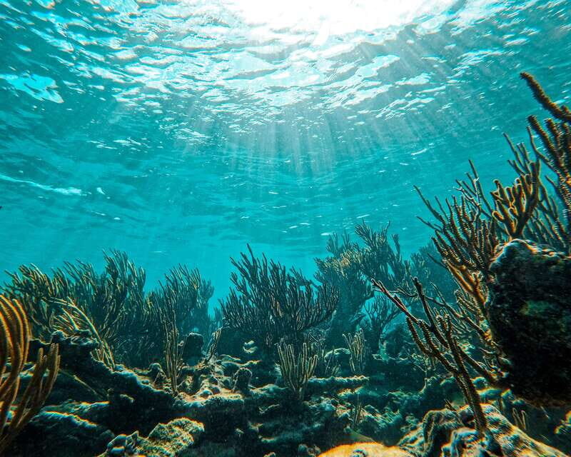 Tulum: 2-Hour Snorkeling in Two Spots of Tulum's Reef - Real Traveler Insights