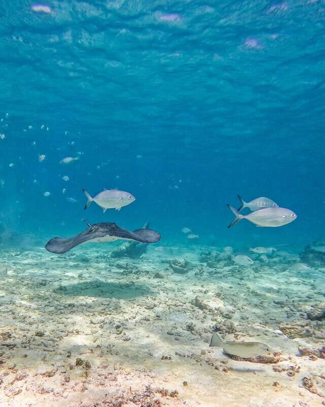 Tulum: 2-Hour Snorkeling in Two Spots of Tulum's Reef - Final Thoughts: Is This Snorkeling Tour Right for You?