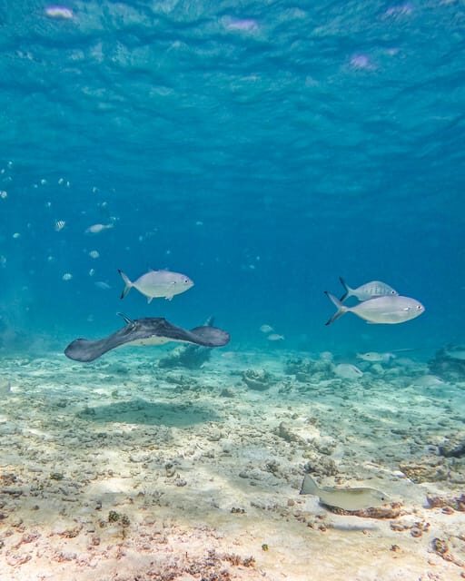 Tulum: 2-Hour Snorkeling in Two Spots of Tulum's Reef - FAQs