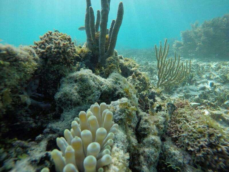 Tulum: 2 spot Reef Snorkel 1 hour 30 minutes - Key Points